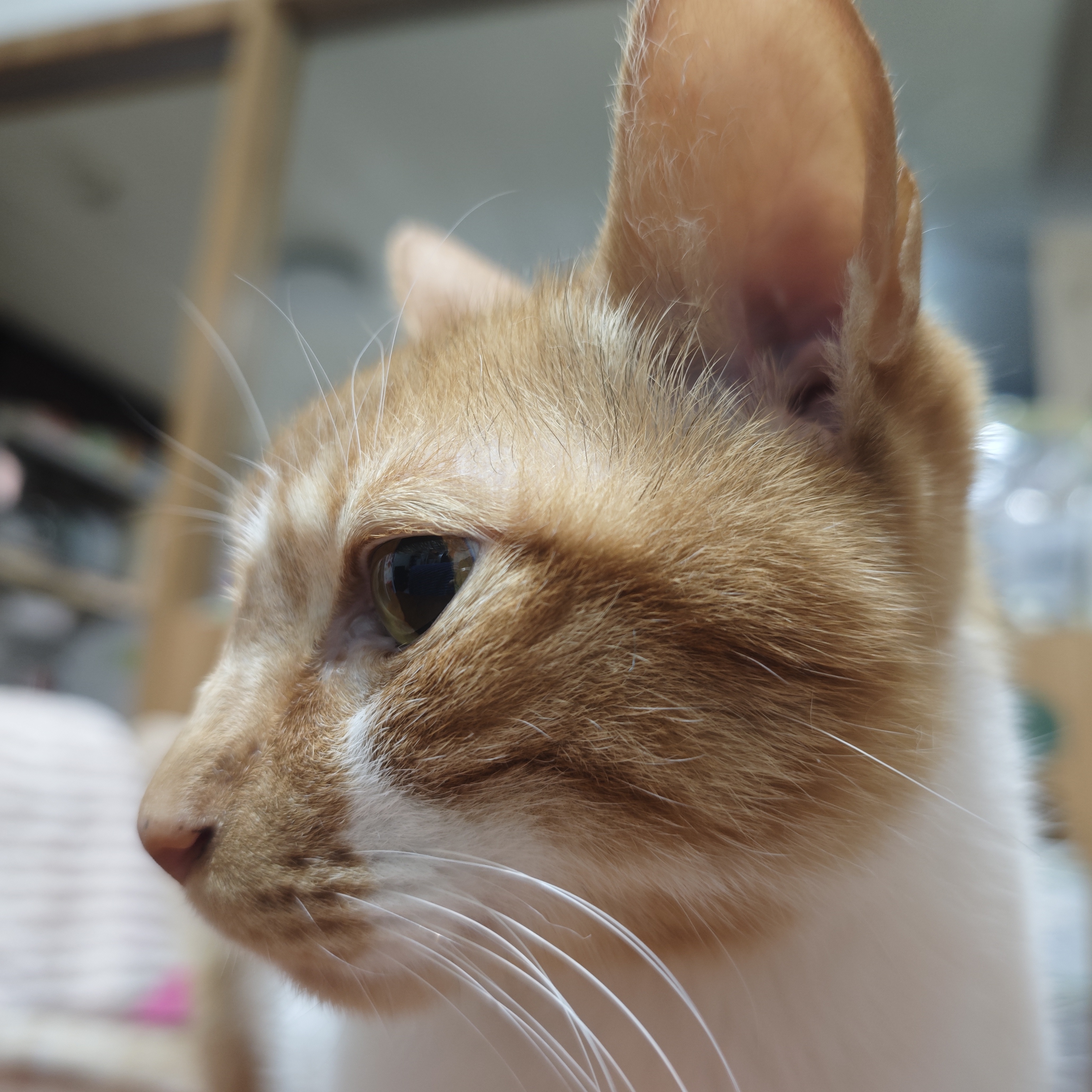 KIKI 側臉