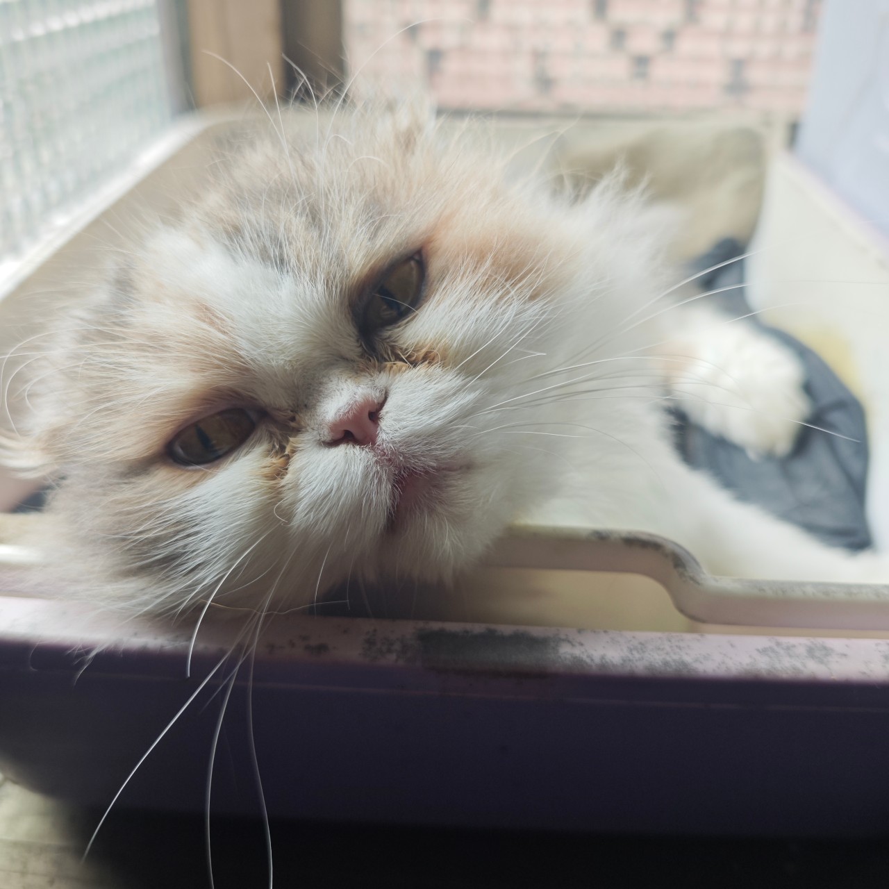 QFI 三花摺耳貓